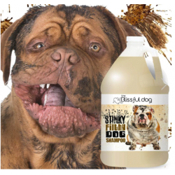 Blissful Stinky Filthy Shampoo GALON